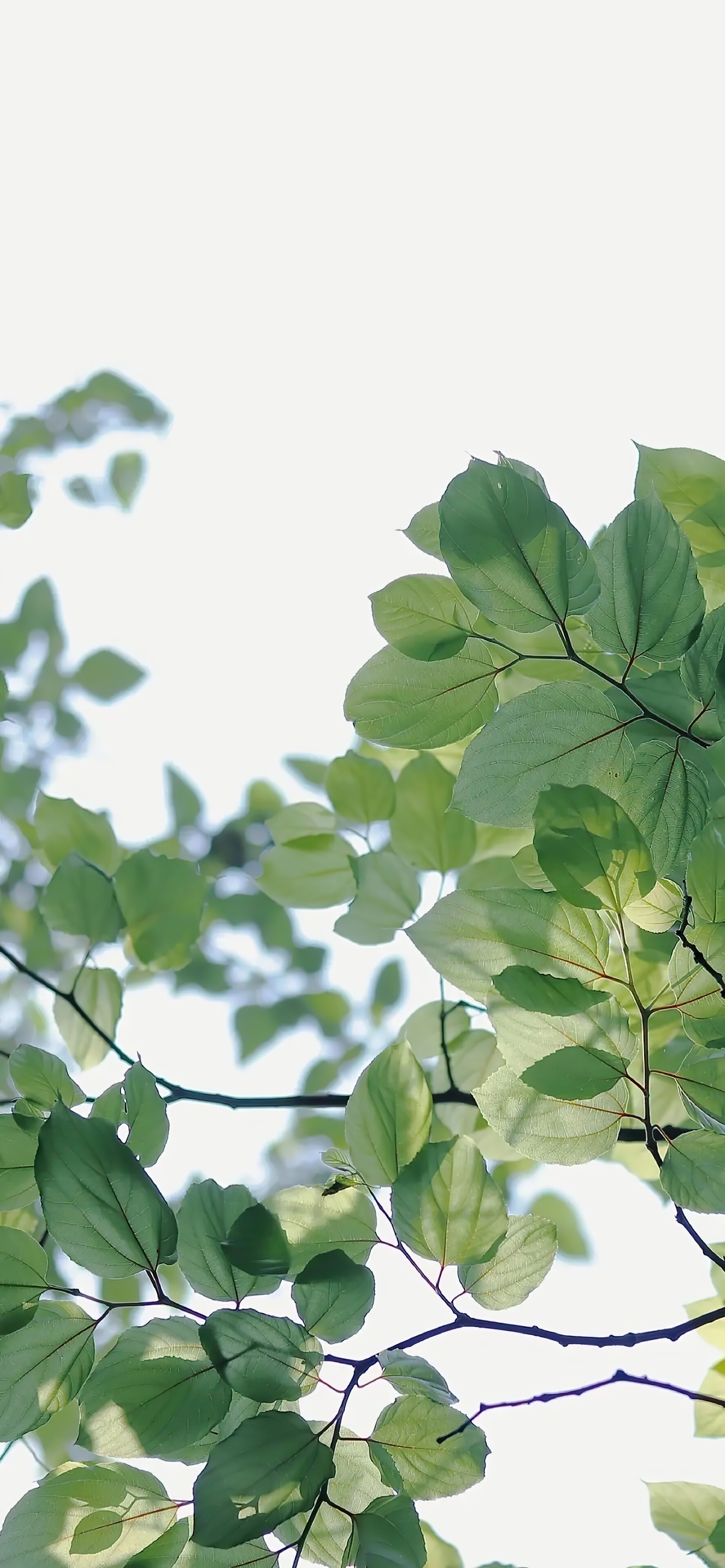 insiphone苹果极简小清新