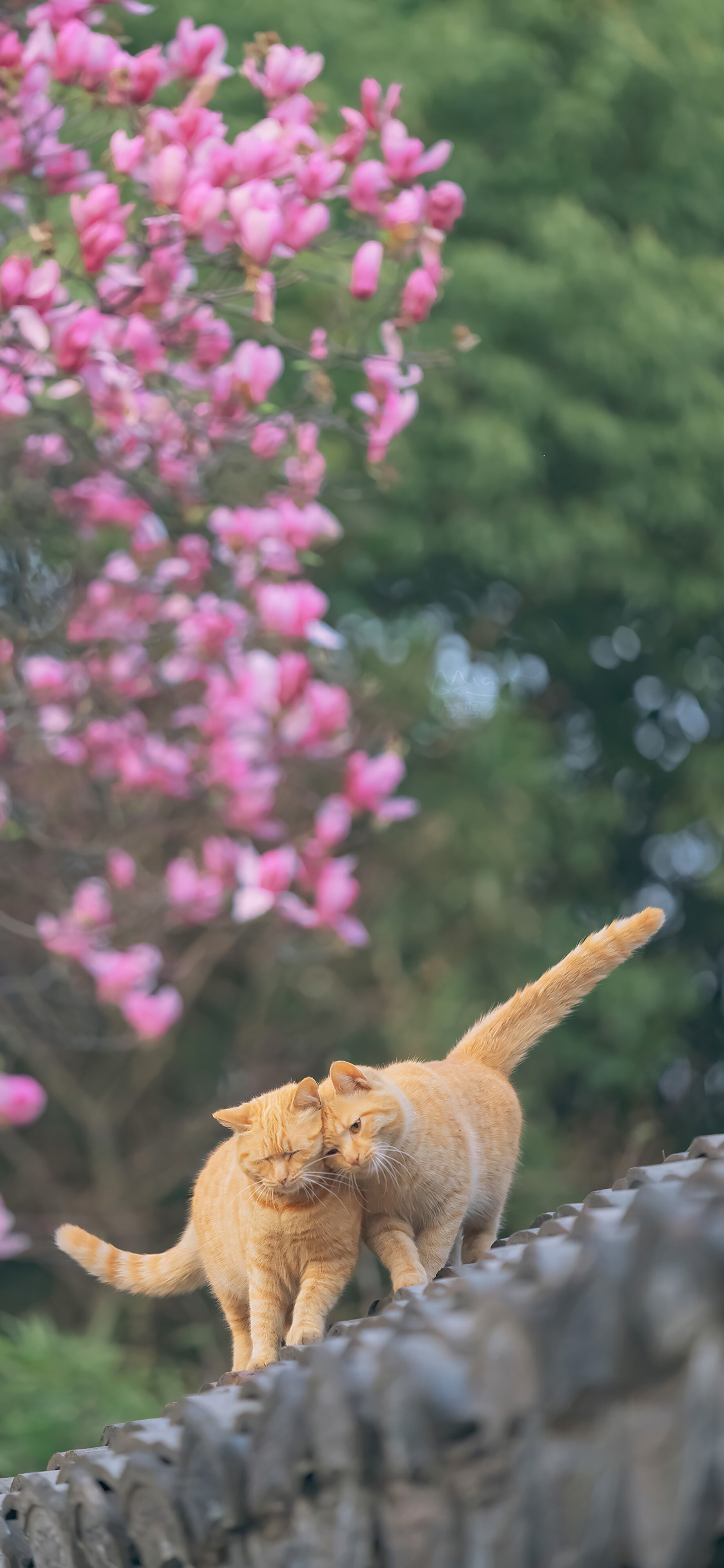 ios狗高清iphone可爱