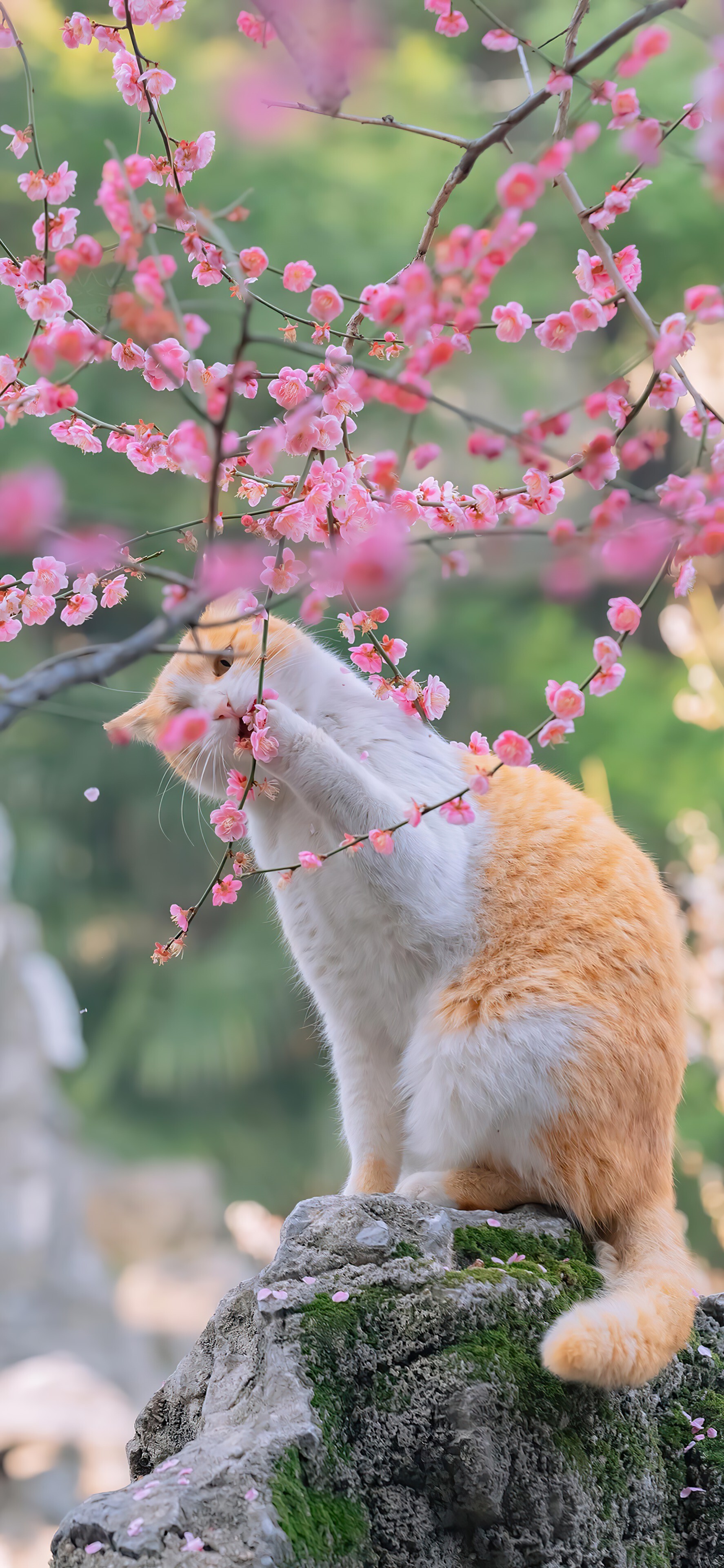 iosiphone可爱狗猫咪高清苹果